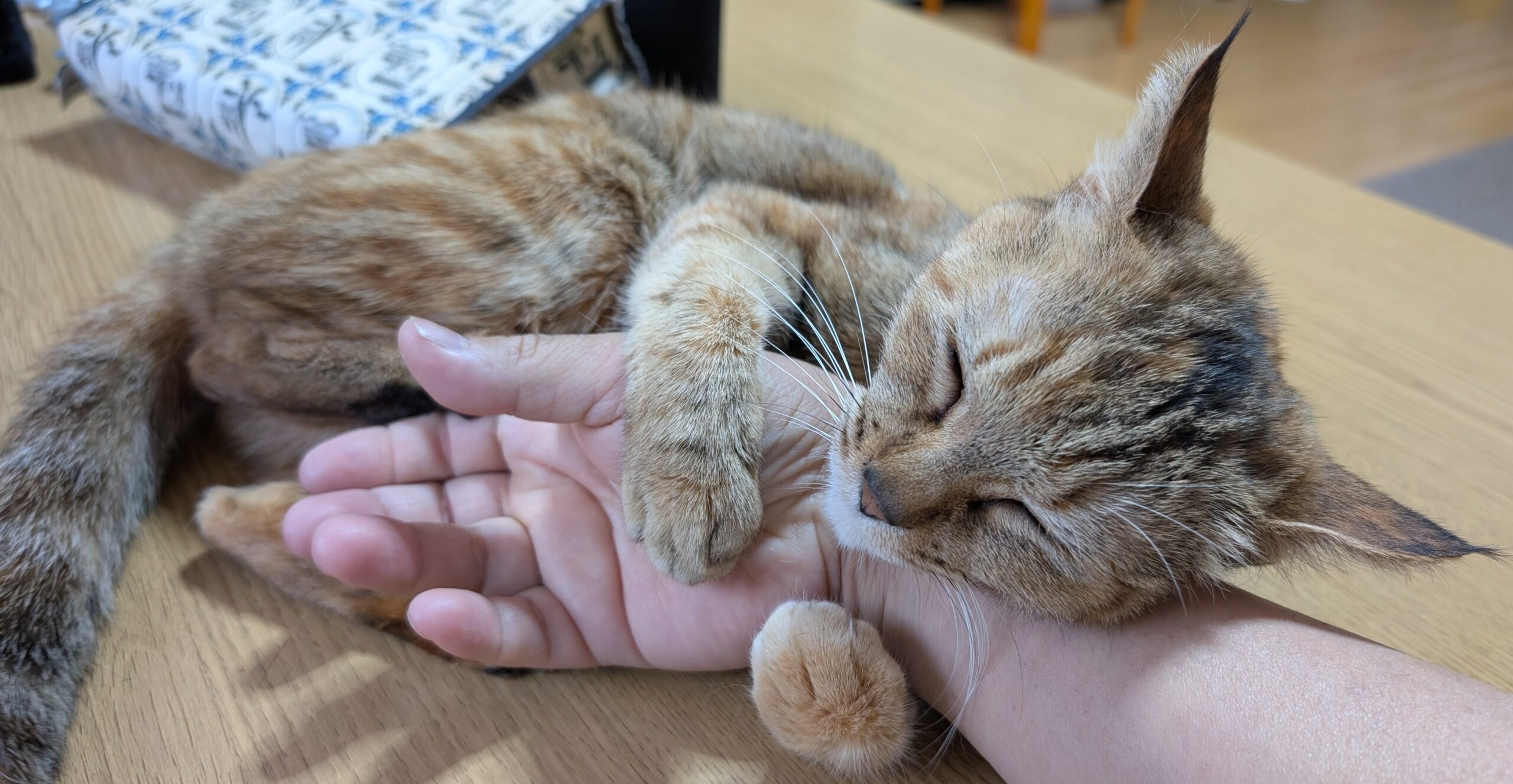 看板猫