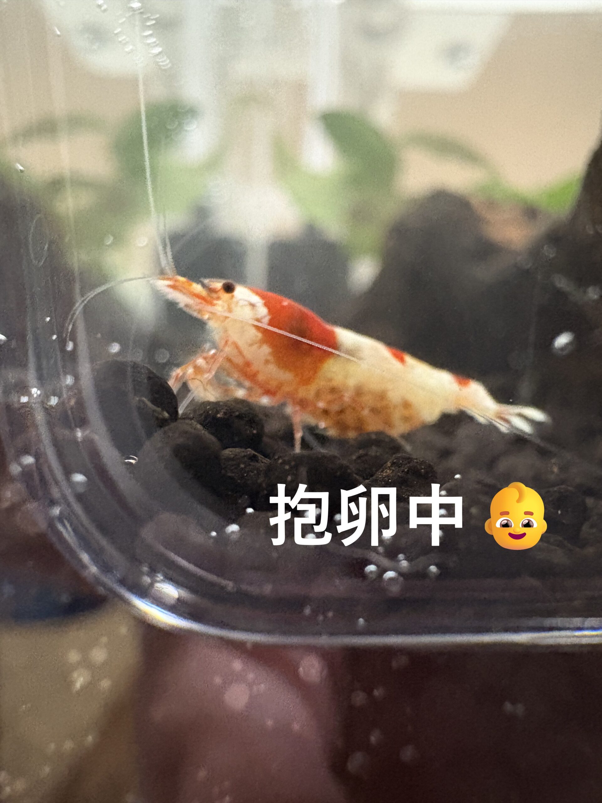 小さな癒しの世界